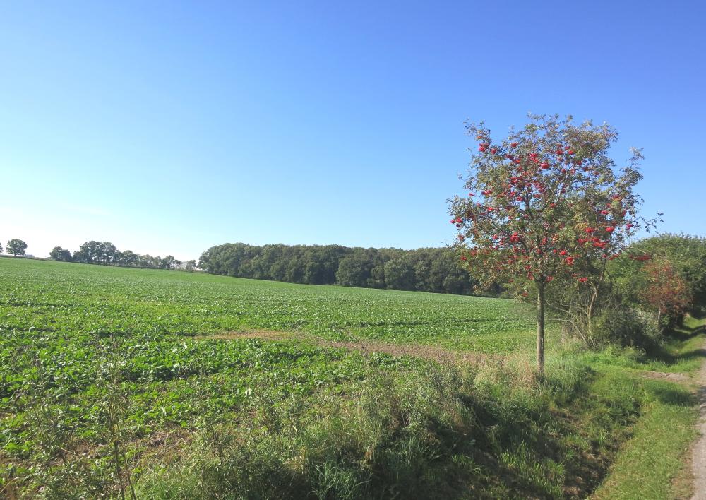 Přírodní park Modřanská rokle-Cholupice