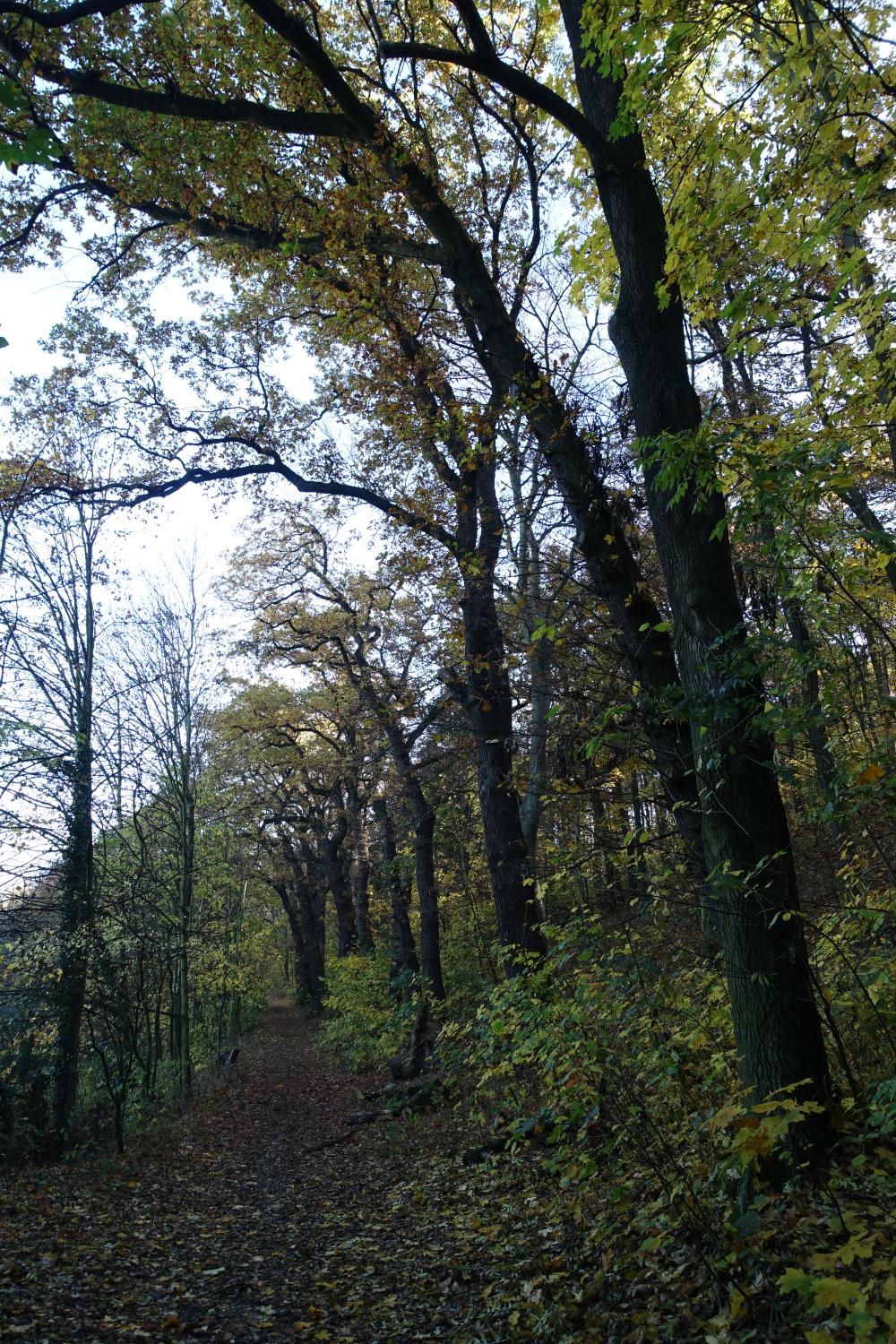 po lesoparku Na Cibulce - cesta lemovaná dubovou alejí vedoucí k památným dubům