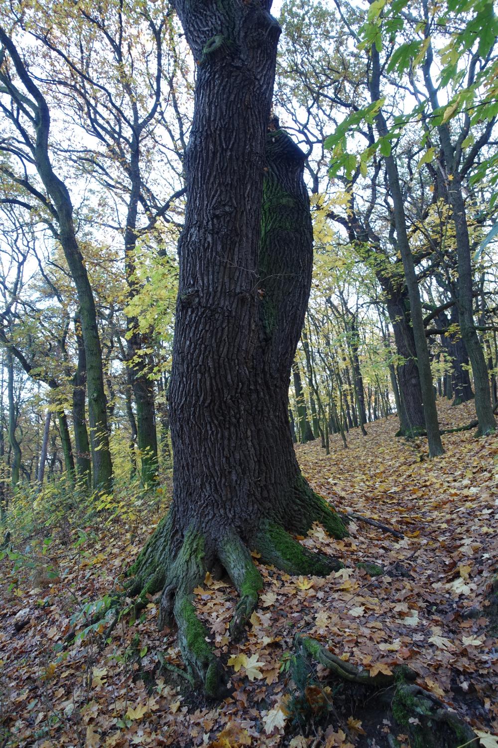 3221041_po lesoparku Na Cibulce - Duby v lesoparku Na Cibulkách (OCP 79)