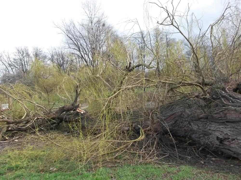 2036565_Následky vichřice a poryvů silného větru ve Stromovce 30.3.-2.4.2015