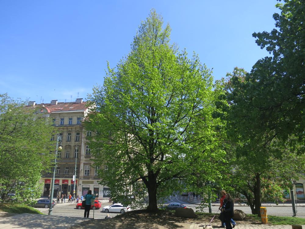 Lípa J. Nerudy na Újezdě (foto A. Rudl)