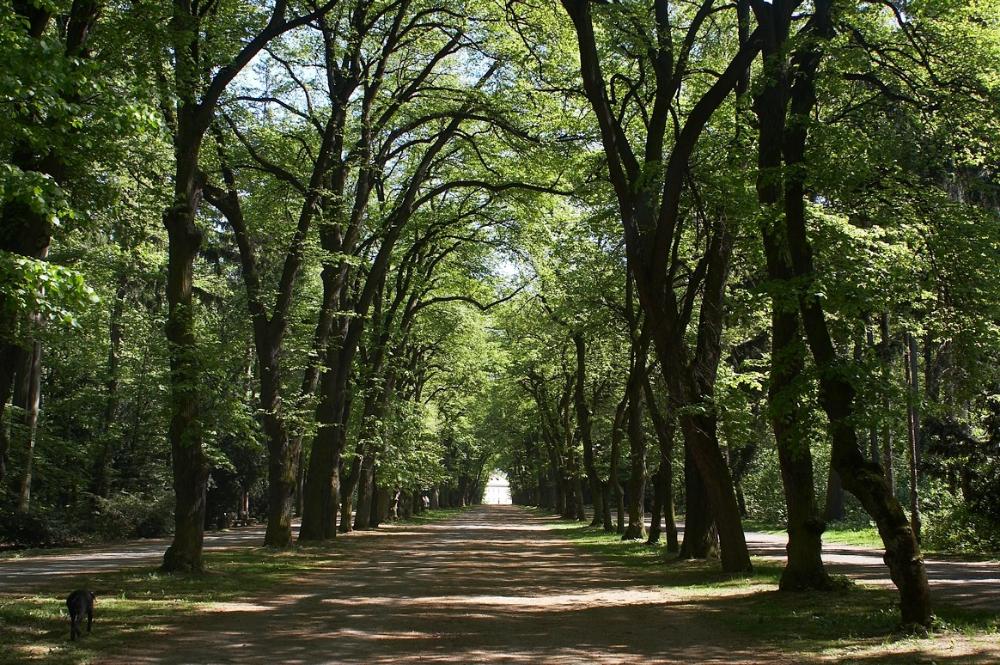 Stromořadí nad jednou z hlavních cest obory Hvězda