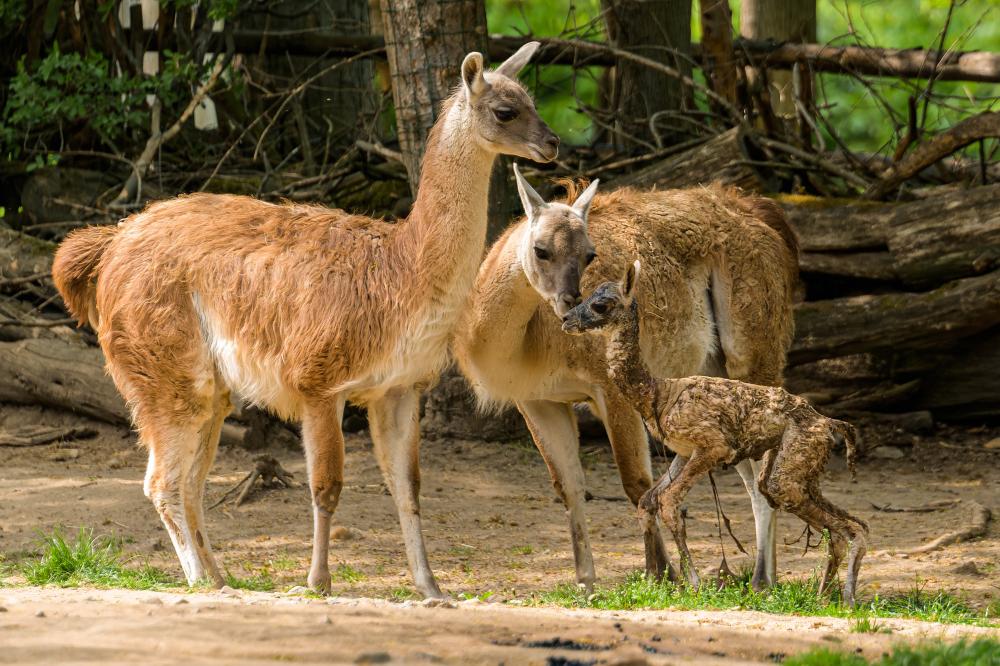 Čerstvě narozená lama guanako