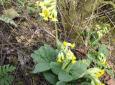 1713517_petrklic_primula_veris_jpg
