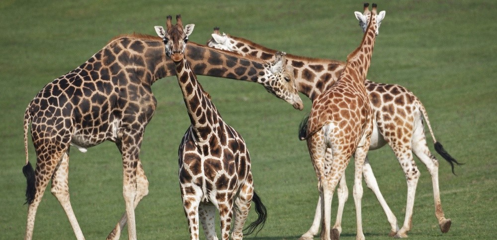 Žirafy v pražské zoo