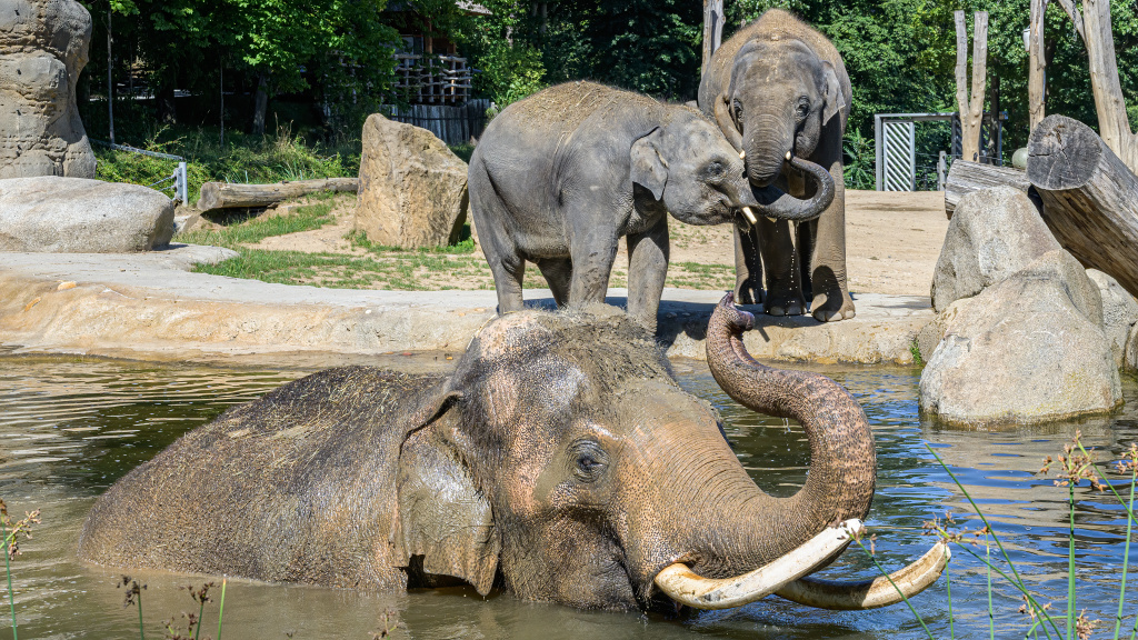 Den milovníků zoologických zahrad