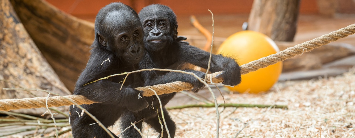 Ilustrační foto goril v Zoo Praha