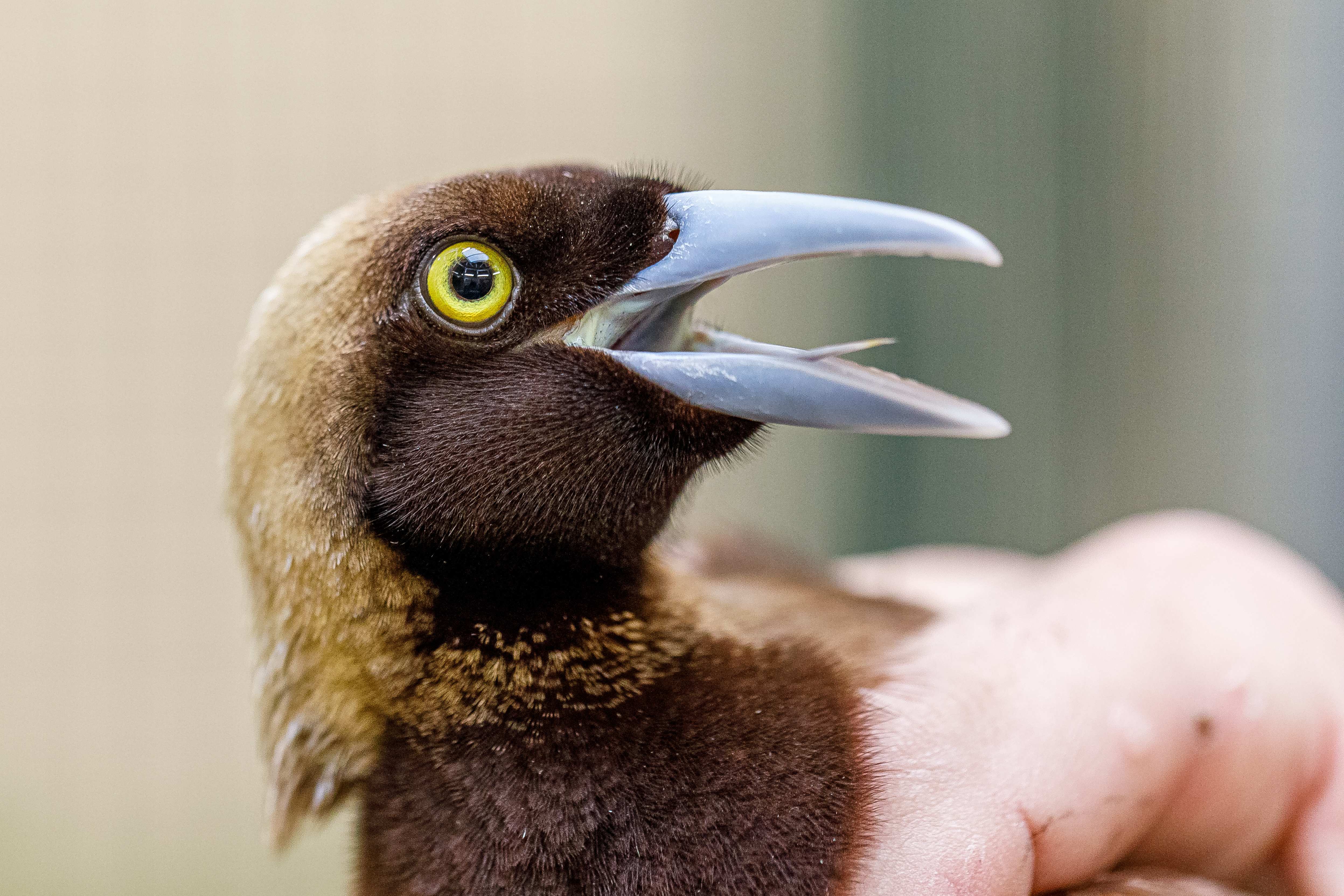 Samec rajky volavé při příchodu do zoo