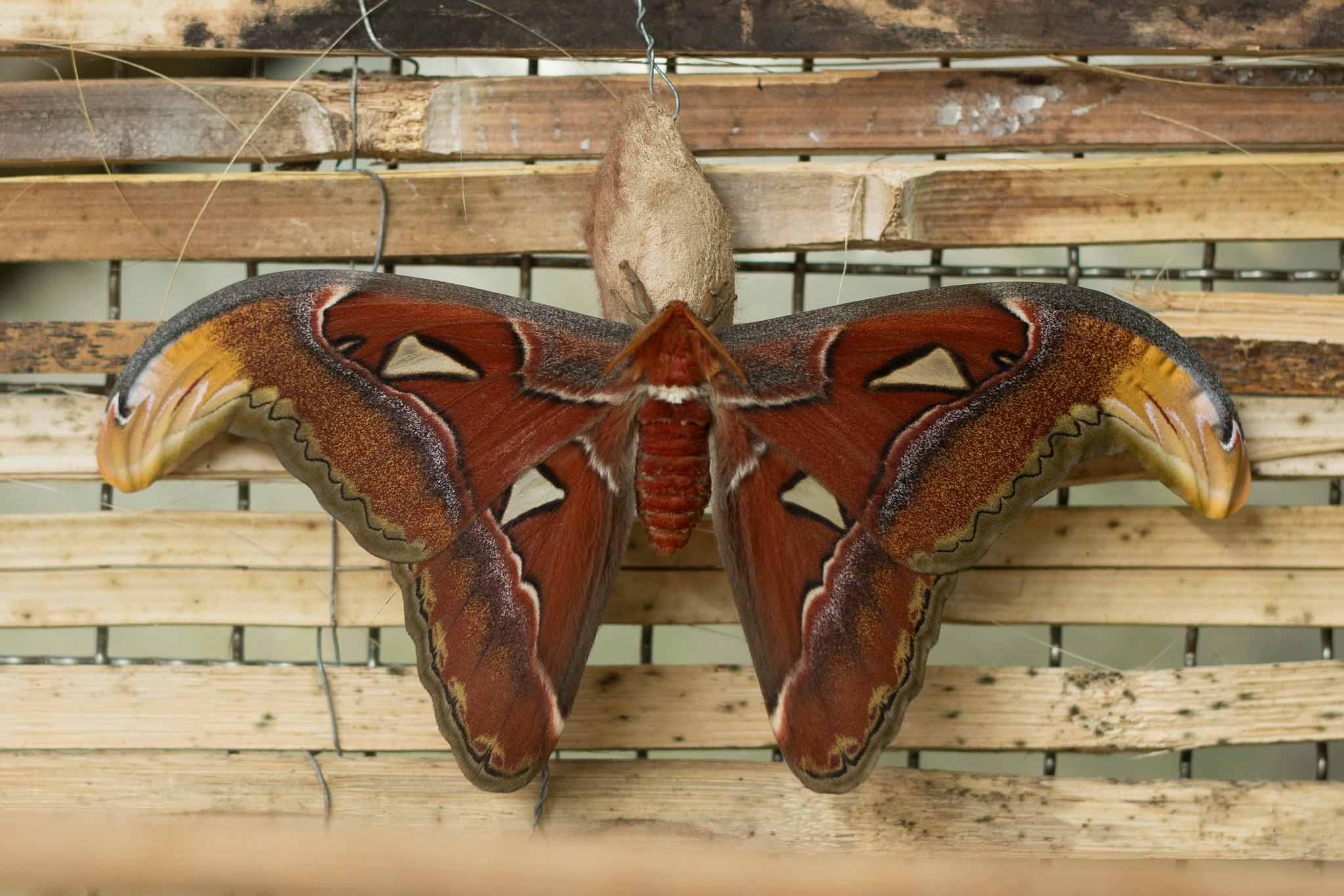 Největší exemplář výstavy – martináč rodu Attacus atlas