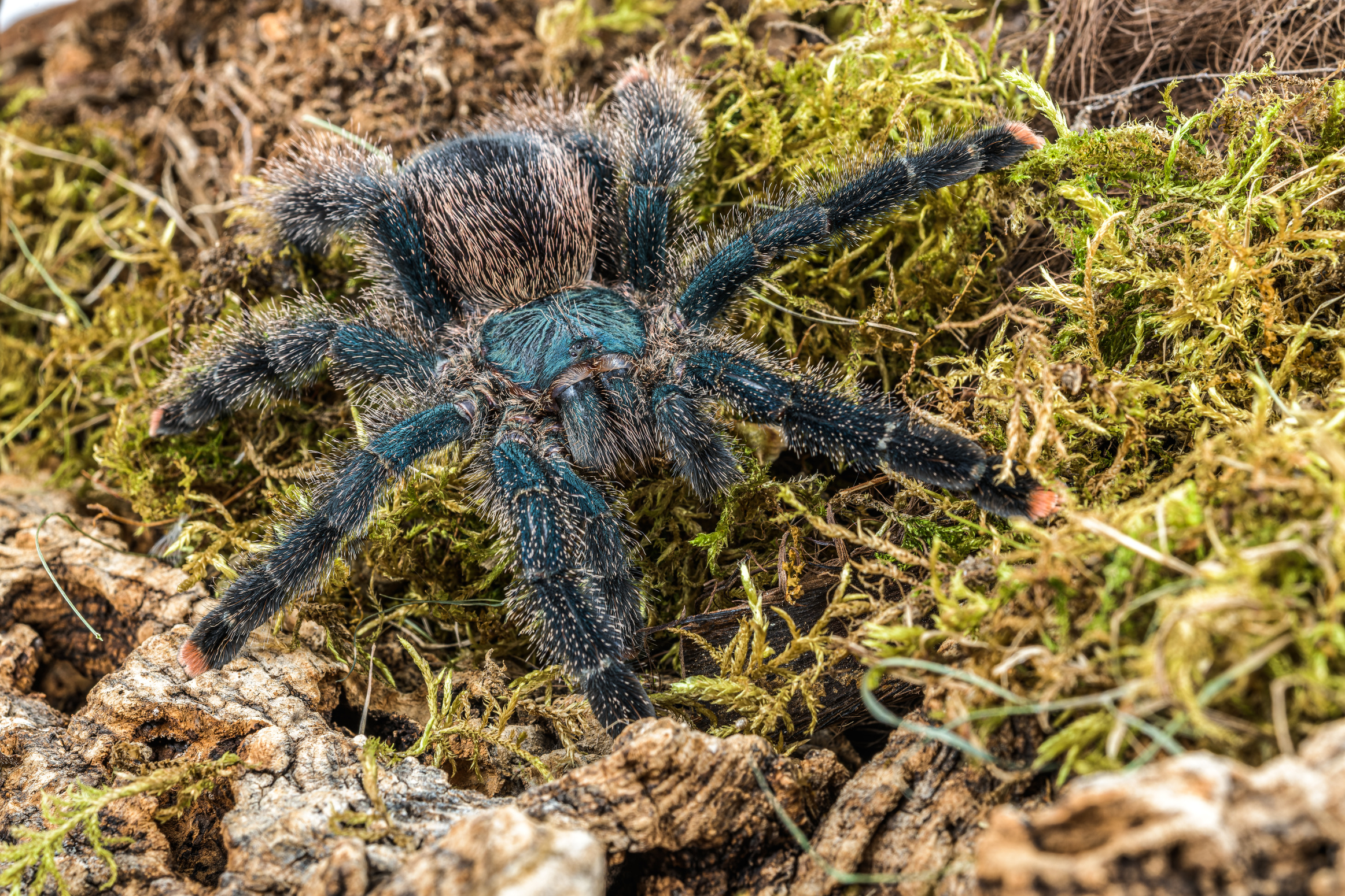 Jihoamerický sklípkan kovový (Avicularia Metallica)