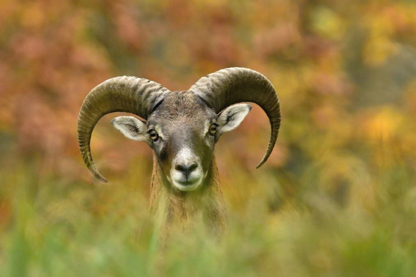 Výstava soutěž.snímků Czech Nature Photo, Divoká zahrada Hostivař (Podzimní čert, foto: Jiří Kohout)