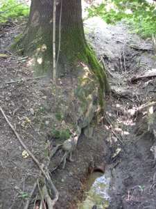 Pražské studánky - Nad Cibulkou - fotogalerie